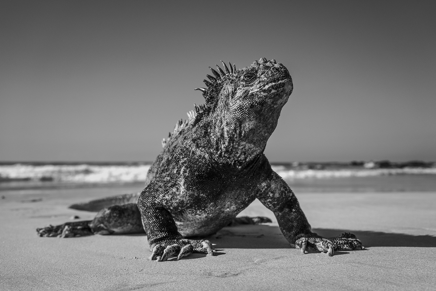 Marine iguana, Isabela Island, unique animal of the Galapagos Islands. The marine iguana (Amblyrhynchus cristatus) is an iguana found only on the Galápagos Islands. It feeds on algae and can dive over 9 meters into the water. They are the world‘s only sea-going lizards and must warm its body in the sun after swimming in cold ocean waters, because reptiles do not have the ability to thermoregulate. The average lenght of an adult male is 1.3 meters and the weight up to 13kg.
