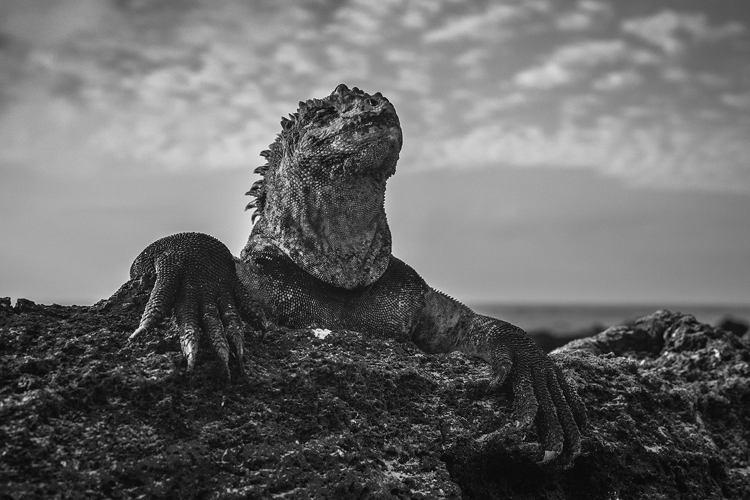 Marine iguana, Isabela Island, unique animal of the Galapagos Islands. The marine iguana (Amblyrhynchus cristatus) is an iguana found only on the Galápagos Islands. It feeds on algae and can dive over 9 meters into the water. They are the world‘s only sea-going lizards and must warm its body in the sun after swimming in cold ocean waters, because reptiles do not have the ability to thermoregulate. The average lenght of an adult male is 1.3 meters and the weight up to 13kg.