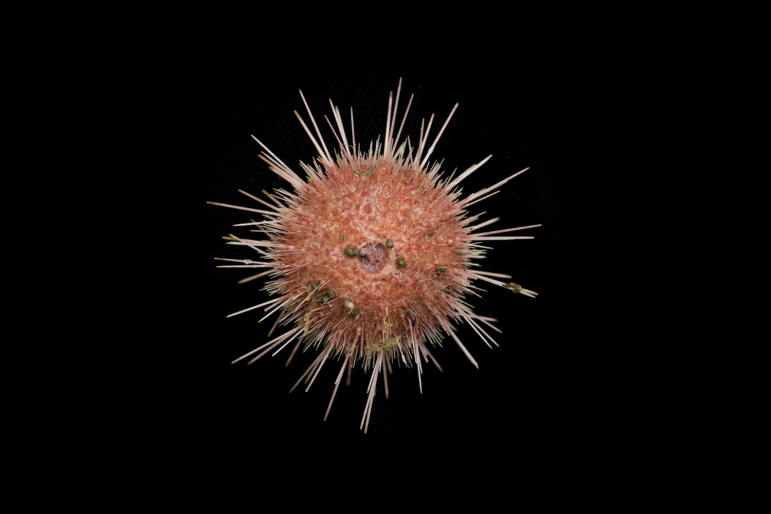 A sample of the Antarctic sea urchin, Sterechinus, found at approximately 300 meters depth at Kinnes Cove in the Antarctic Sound.