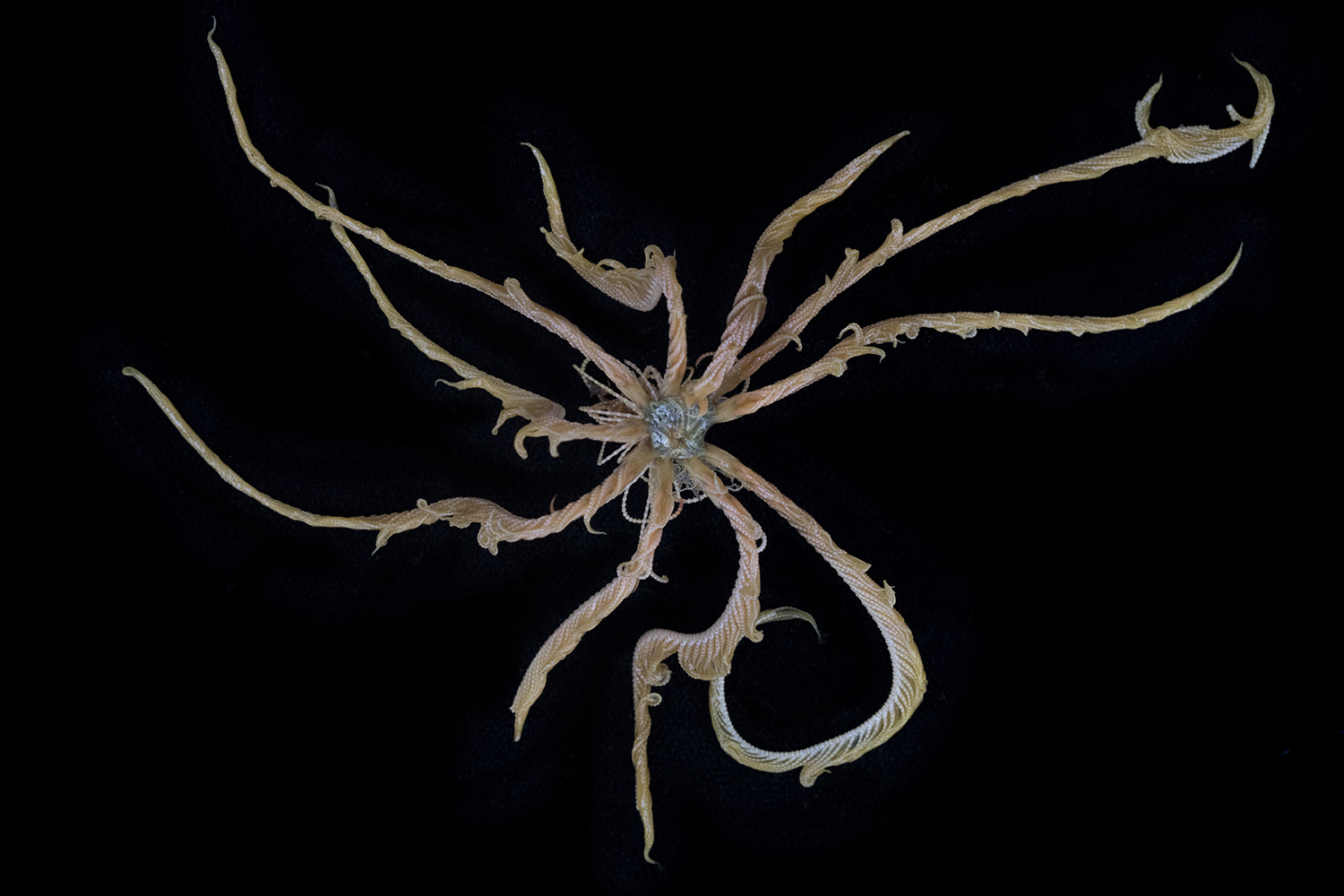 A comatulid feather star collected from a submarine dive off Brabant Island (Gerlache Strait, Antarctic Peninsula) at around 420 meters depth.