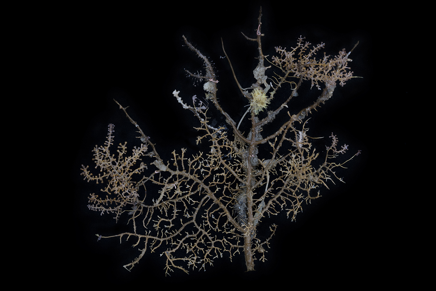 A dead gorgonian coral skeleton provides substrate and habitat for many other species including zoanthid polyps, antarcturid isopods (crustaceans), demosponges  hexactinellid glass sponges and tube-dwelling polychaete worms. Collected at around 560 meters depth off Lecointe Island in the Gerlache Strait, Antarctic Peninsula.