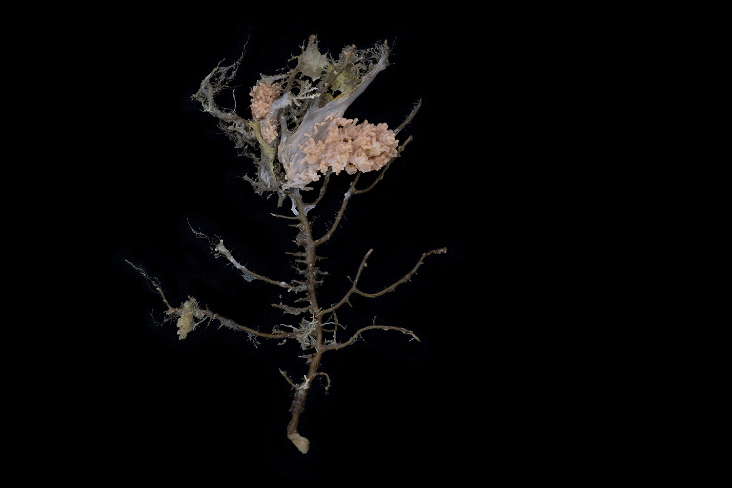 Many organisms are utilizing this dead gorgonian coral skeleton for substrate on which to attach: such as demosponges, hexactinellid glass sponges, bryozoans (or lace corals) and a pink alcyonacean soft coral.
