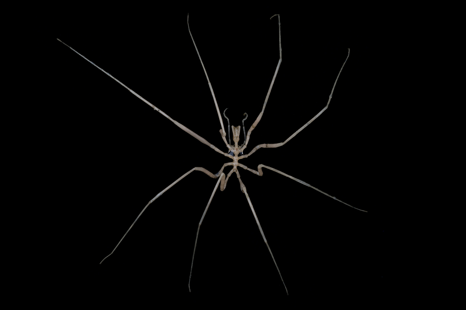 A pycnogonid sea spider from around 560 meters off Lecointe Island (Gerlache Strait, Antarctic Peninsula). Although this specimen spans approx. 6 cm, some Antarctic sea spider species can grow to the size of a dinner plate.
