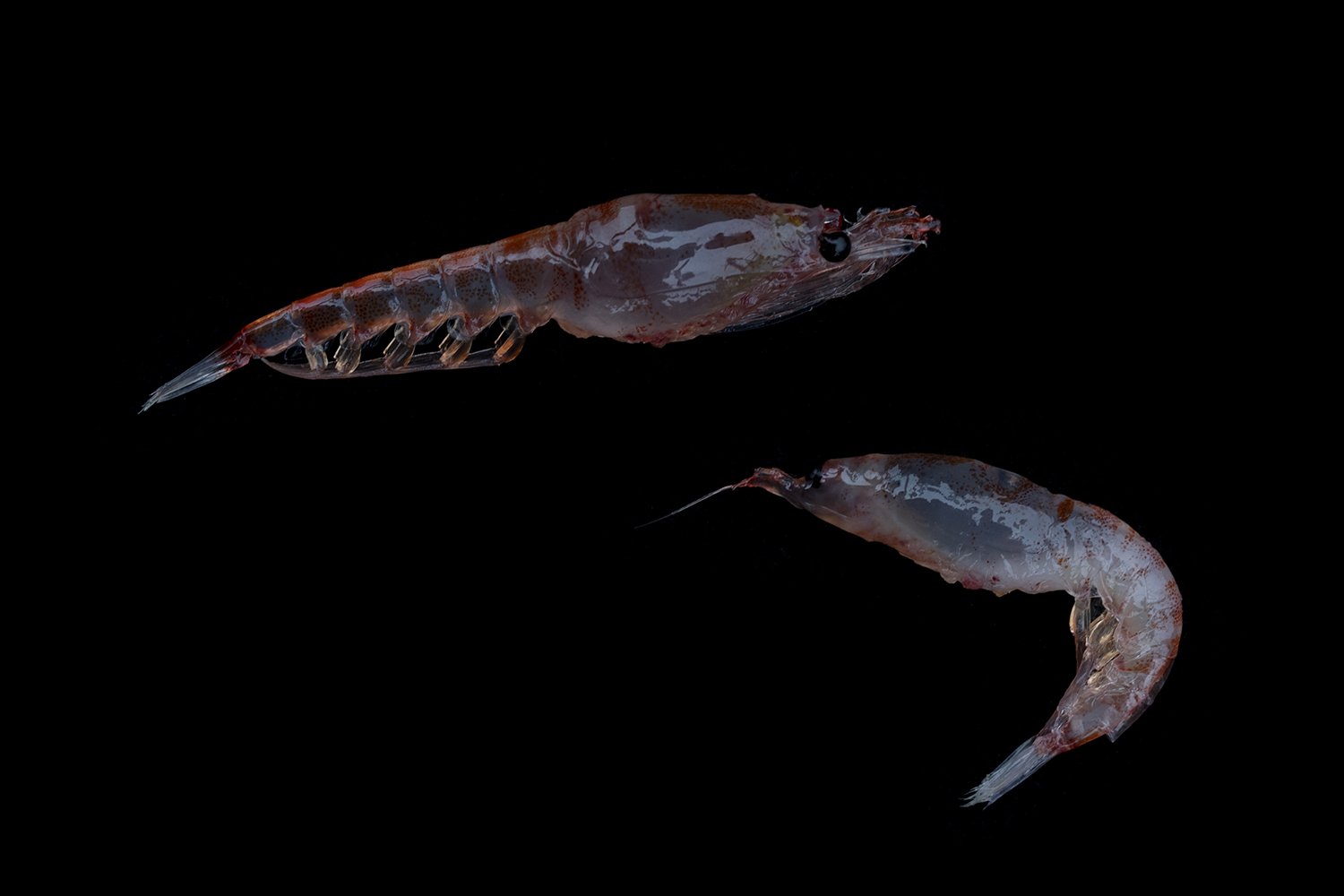 Krill, Euphausia superba, represent a critical component of the Antarctic food web, providing food for fish, whales, seals, penguins, albatross and other seabirds, as well as marine invertebrates.