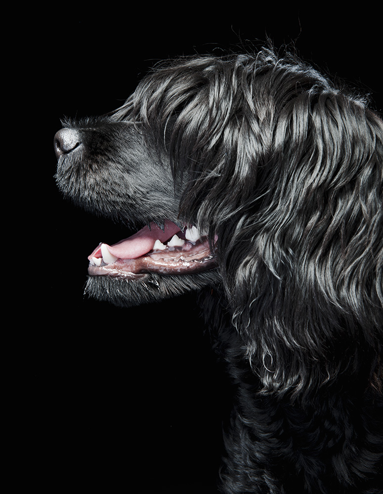 Graphic studio profile portrait of black Portuguese Water Dog with Red Tongue