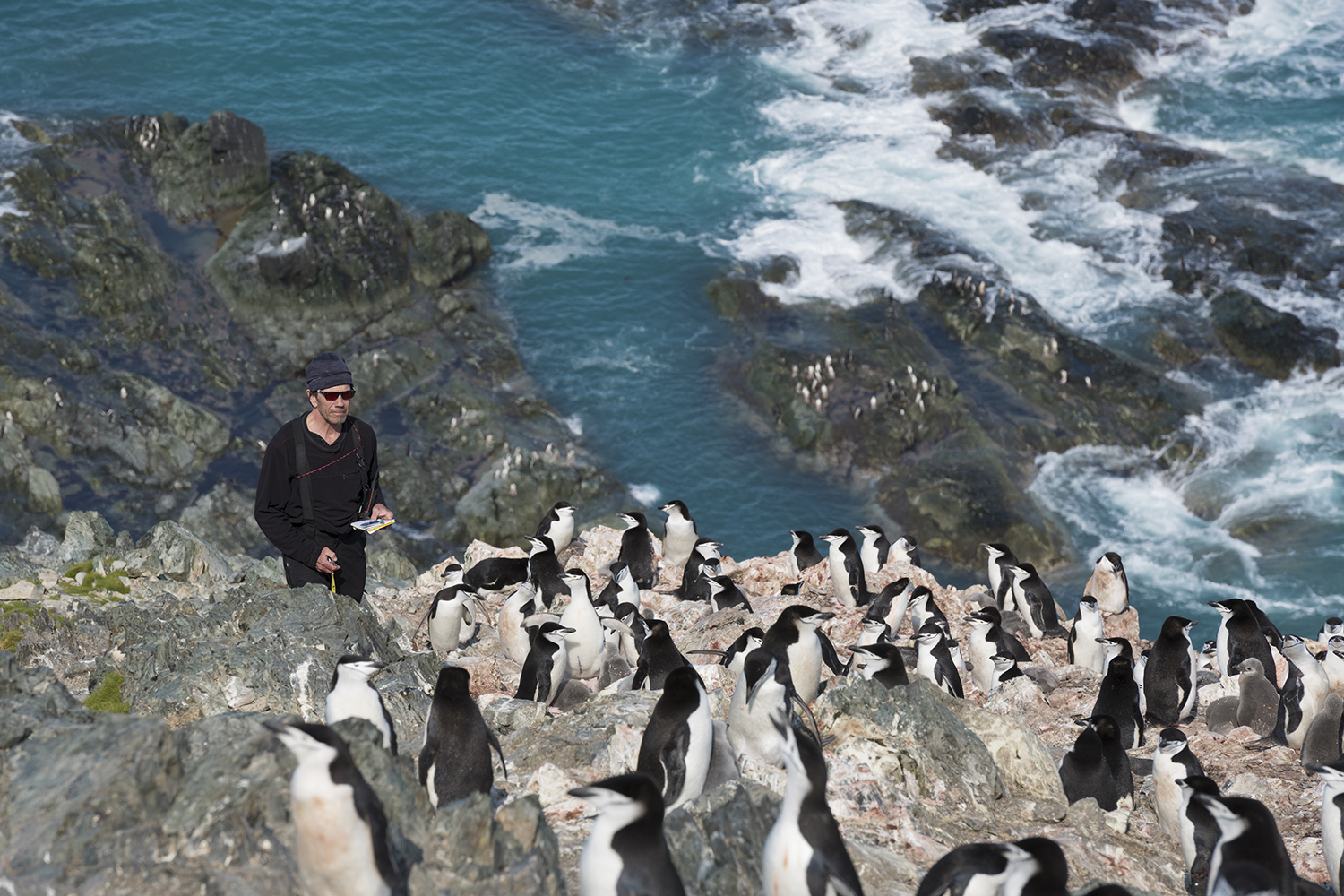 Lead scientist Steven Forrest from Stony Brook University counting chinstrap penguins on Elephant Island, Antarctica.Elephant Island is home to one of the worldâs largest Chinstrap Penguin populations but the scientists conducting the census finds the number of chinstrap penguins on Elephant Island has dropped almost 60% since the last survey in 1971. Penguins main source of food is krill and the warming waters have reduced the sea ice and the phytoplankton that krill depend upon.