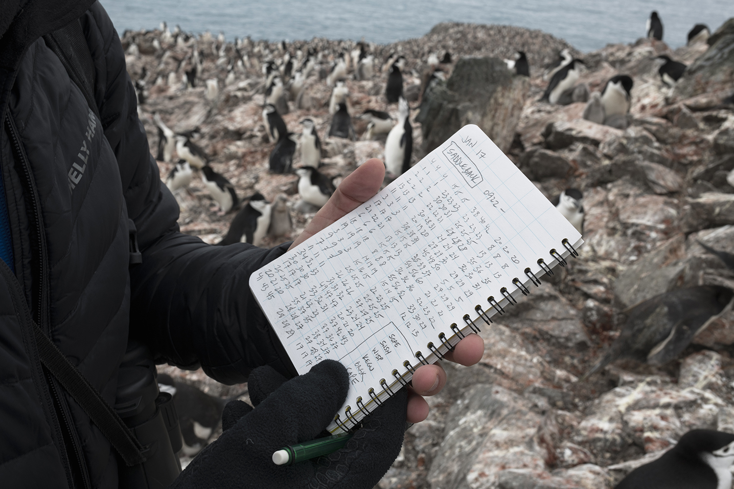 Notepad of penguin scientist Noah Strycker, from Stony Brook University.Elephant Island is home to one of the worldâs largest Chinstrap Penguin populations but the scientists conducting the census finds the number of chinstrap penguins on Elephant Island has dropped almost 60% since the last survey in 1971. Penguins main source of food is krill and the warming waters have reduced the sea ice and the phytoplankton that krill depend upon.