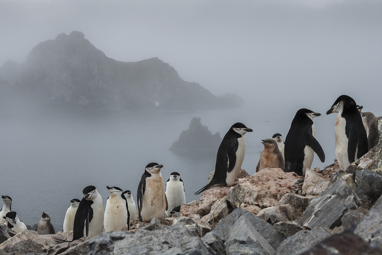 Chinstrap penguin colony on Low Island, Antarctica.