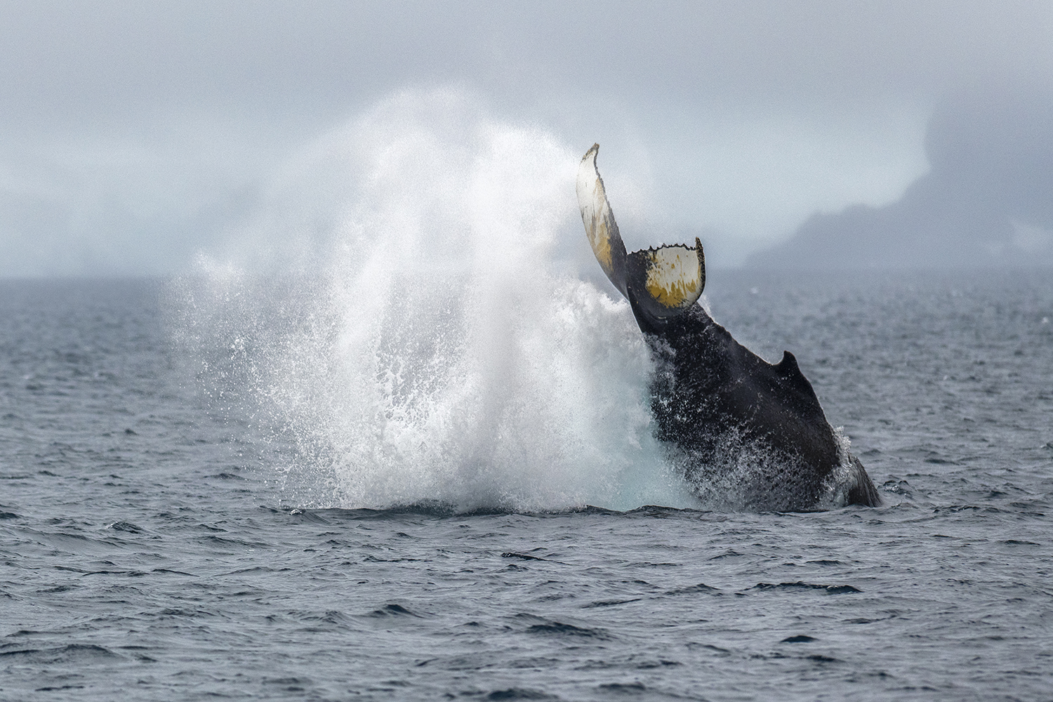 Humpback whale (Megaptera novaeangliae) breaching surface while feeding in Palmer Archipelago, between Anvers Island and the Antarctic Peninsula. Antarctic krill provide a vital food source not only for the penguins but also for whales, seals and ice fish.