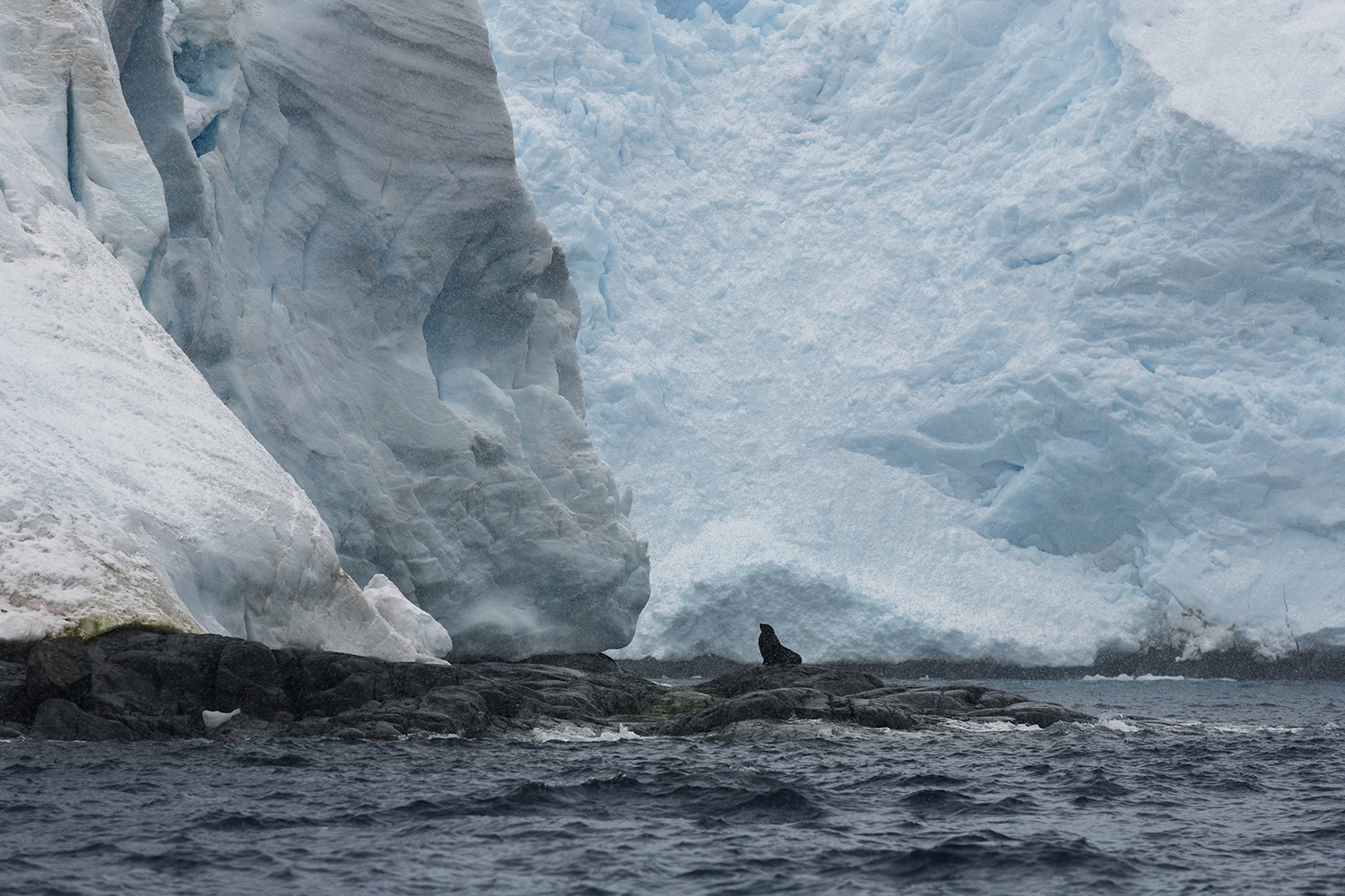 A fur seal resting on a cliff under a glacier on Brabant Island in Antarctica. The West Antarctic Peninsula is one of the fastest warming areas on Earth, with only some areas of the Arctic experiencing faster rising temperatures.