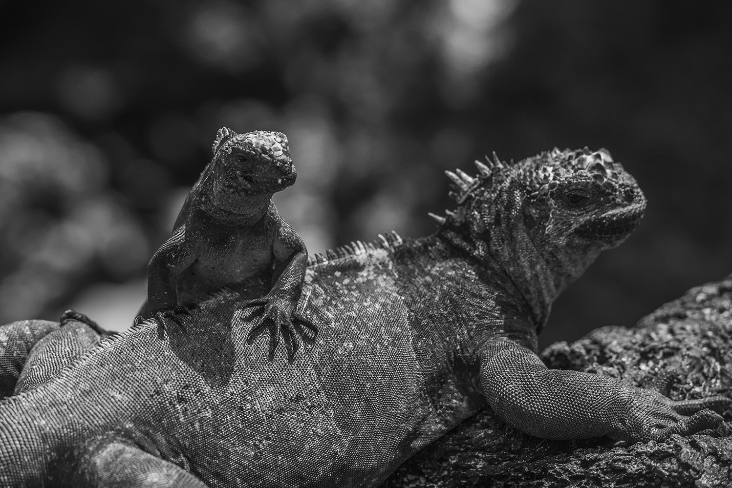 Baby Godzilla's – Marine iguanas of the Galapagos islands | Christian  Åslund Photography